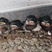 ヒメ日記 2025/06/27 12:07 投稿 かよ 吉原ファーストレディ