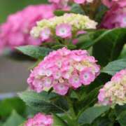 ヒメ日記 2025/06/29 16:16 投稿 かよ 吉原ファーストレディ