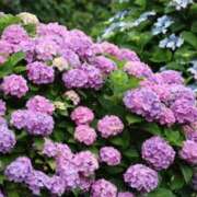 ヒメ日記 2025/07/02 10:07 投稿 かよ 吉原ファーストレディ