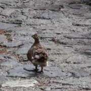 ヒメ日記 2025/07/02 20:16 投稿 かよ 吉原ファーストレディ