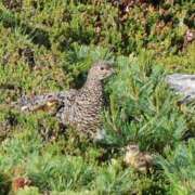 ヒメ日記 2025/07/05 08:06 投稿 かよ 吉原ファーストレディ