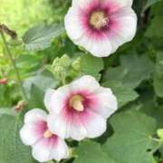 ヒメ日記 2025/07/08 10:36 投稿 かよ 吉原ファーストレディ