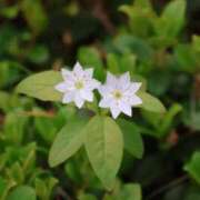 ヒメ日記 2025/07/10 21:37 投稿 かよ 吉原ファーストレディ