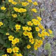 ヒメ日記 2025/07/17 19:36 投稿 かよ 吉原ファーストレディ