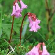 ヒメ日記 2025/07/18 08:16 投稿 かよ 吉原ファーストレディ