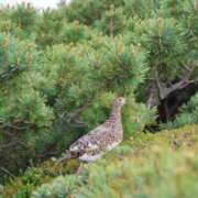 ヒメ日記 2025/07/18 08:43 投稿 かよ 吉原ファーストレディ