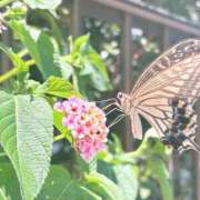 ヒメ日記 2025/07/21 20:06 投稿 かよ 吉原ファーストレディ