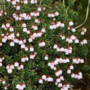 ヒメ日記 2025/07/25 12:01 投稿 かよ 吉原ファーストレディ