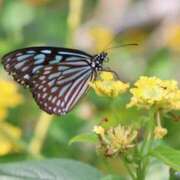 ヒメ日記 2025/07/31 17:10 投稿 かよ 吉原ファーストレディ