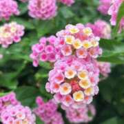 ヒメ日記 2025/08/01 16:16 投稿 かよ 吉原ファーストレディ