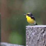 ヒメ日記 2025/08/01 18:47 投稿 かよ 吉原ファーストレディ