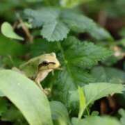 ヒメ日記 2025/08/02 14:16 投稿 かよ 吉原ファーストレディ
