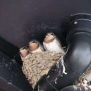 ヒメ日記 2025/08/05 15:56 投稿 かよ 吉原ファーストレディ