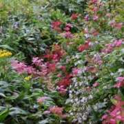 ヒメ日記 2025/08/08 22:45 投稿 かよ 吉原ファーストレディ