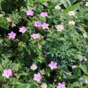 ヒメ日記 2025/08/12 20:26 投稿 かよ 吉原ファーストレディ