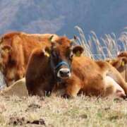 ヒメ日記 2025/08/12 21:26 投稿 かよ 吉原ファーストレディ