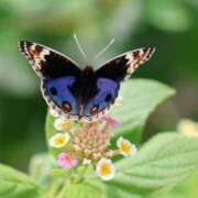 ヒメ日記 2025/08/12 22:16 投稿 かよ 吉原ファーストレディ