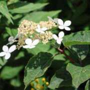 ヒメ日記 2025/08/19 22:56 投稿 かよ 吉原ファーストレディ