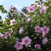 ヒメ日記 2025/08/26 17:49 投稿 かよ 吉原ファーストレディ