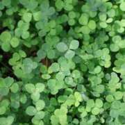 ヒメ日記 2025/09/02 18:06 投稿 かよ 吉原ファーストレディ