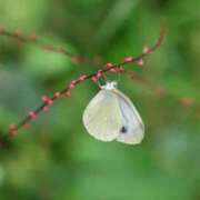 ヒメ日記 2025/09/03 23:06 投稿 かよ 吉原ファーストレディ