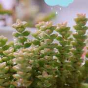 ヒメ日記 2025/09/05 09:56 投稿 かよ 吉原ファーストレディ