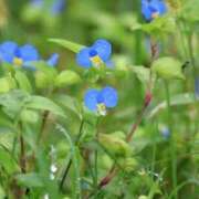 ヒメ日記 2025/09/14 17:36 投稿 かよ 吉原ファーストレディ