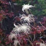 ヒメ日記 2025/09/22 17:46 投稿 かよ 吉原ファーストレディ