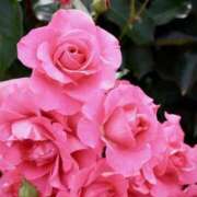 ヒメ日記 2025/09/24 21:37 投稿 かよ 吉原ファーストレディ