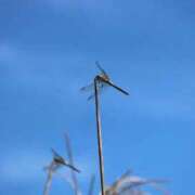 ヒメ日記 2025/09/28 18:56 投稿 かよ 吉原ファーストレディ