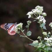 ヒメ日記 2025/09/30 21:51 投稿 かよ 吉原ファーストレディ