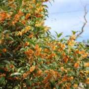 ヒメ日記 2025/10/08 17:46 投稿 かよ 吉原ファーストレディ