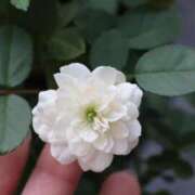 ヒメ日記 2025/10/12 08:59 投稿 かよ 吉原ファーストレディ