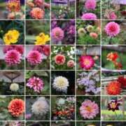 ヒメ日記 2025/10/15 15:31 投稿 かよ 吉原ファーストレディ