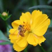 ヒメ日記 2025/10/15 20:36 投稿 かよ 吉原ファーストレディ