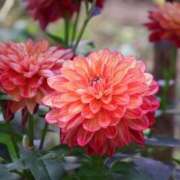 ヒメ日記 2025/10/16 21:46 投稿 かよ 吉原ファーストレディ