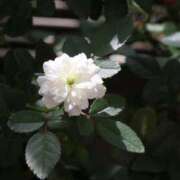 ヒメ日記 2025/10/17 22:09 投稿 かよ 吉原ファーストレディ