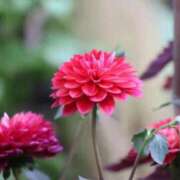 ヒメ日記 2025/10/20 19:36 投稿 かよ 吉原ファーストレディ