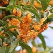 ヒメ日記 2025/10/23 20:02 投稿 かよ 吉原ファーストレディ