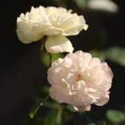 ヒメ日記 2025/11/12 15:26 投稿 かよ 吉原ファーストレディ