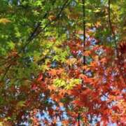 ヒメ日記 2025/11/14 16:06 投稿 かよ 吉原ファーストレディ