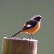 ヒメ日記 2025/11/15 23:38 投稿 かよ 吉原ファーストレディ