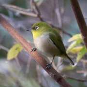 ヒメ日記 2025/11/23 21:36 投稿 かよ 吉原ファーストレディ