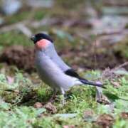 ヒメ日記 2025/11/24 20:56 投稿 かよ 吉原ファーストレディ