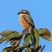 ヒメ日記 2025/11/28 10:36 投稿 かよ 吉原ファーストレディ