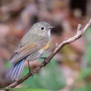 ヒメ日記 2025/11/29 22:06 投稿 かよ 吉原ファーストレディ