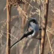 ヒメ日記 2025/12/12 12:23 投稿 かよ 吉原ファーストレディ