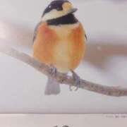 ヒメ日記 2025/12/14 12:31 投稿 かよ 吉原ファーストレディ