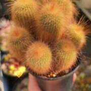 ヒメ日記 2026/01/04 18:18 投稿 かよ 吉原ファーストレディ