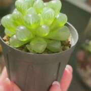 ヒメ日記 2026/01/23 12:26 投稿 かよ 吉原ファーストレディ